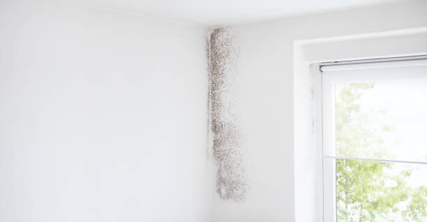Dehumidification Services in Des Moines, IA